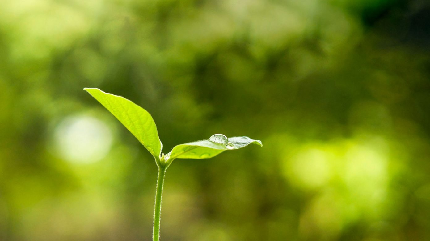 कोशिश, पुरजोर पर क्यों असफल रहते पौधरोपण अभियान