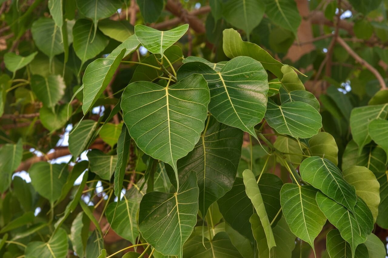 peepal tree
