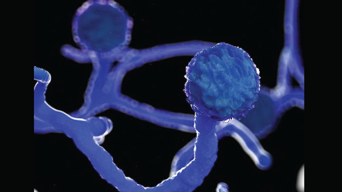 कठिन नहीं है ब्लैक फंगस को हराना