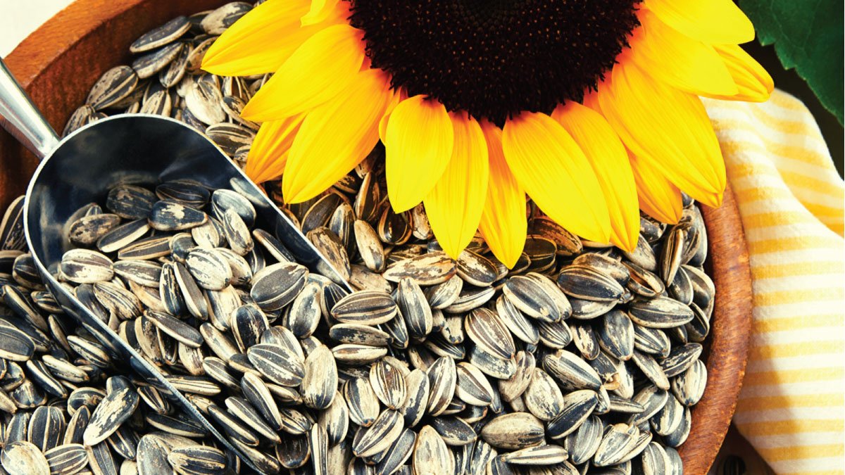 स्वास्थ्य का खज़ाना- सूरजमुखी के बीज