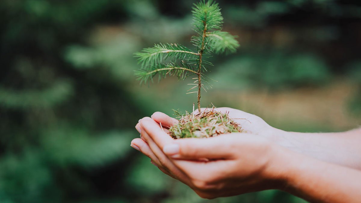 पृथ्वी का सबसे अच्छा श्रृंगार- पेड़