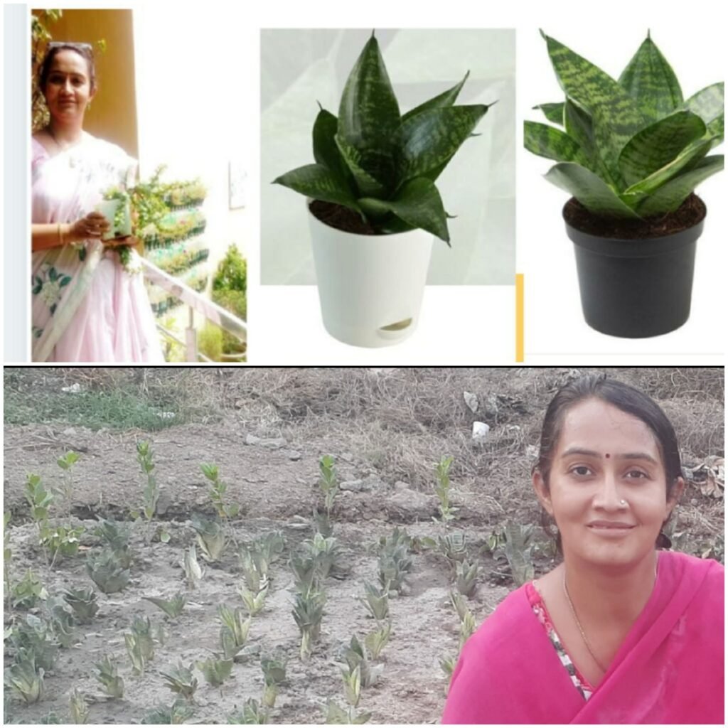 शिखा माहेश्वरी