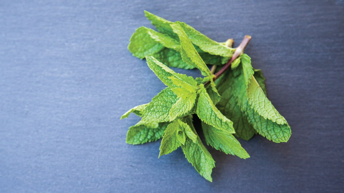 mint leaves