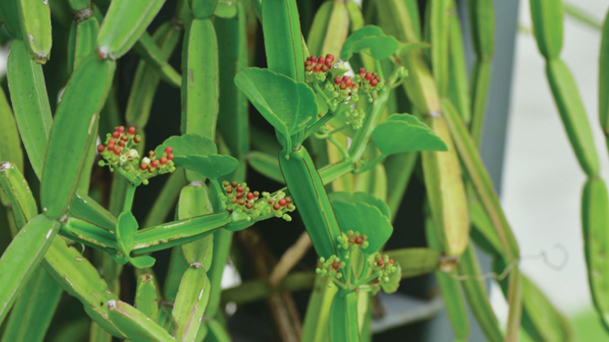 hadjod-plant