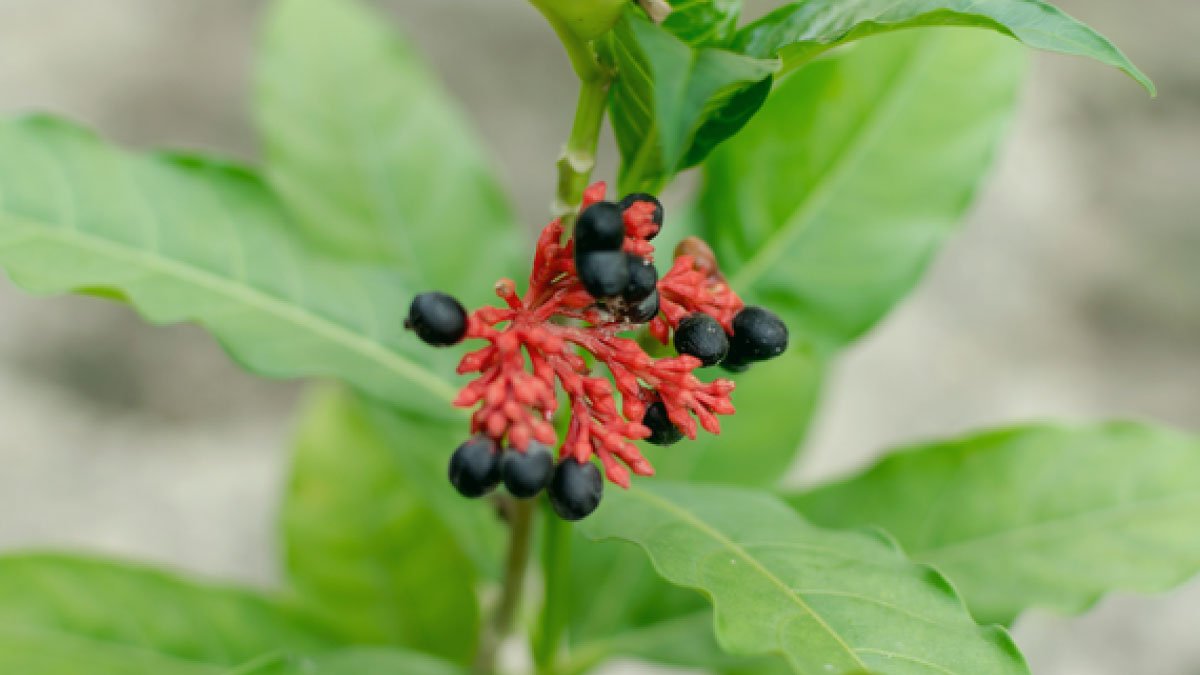 benefits-of-indian-snakeroot
